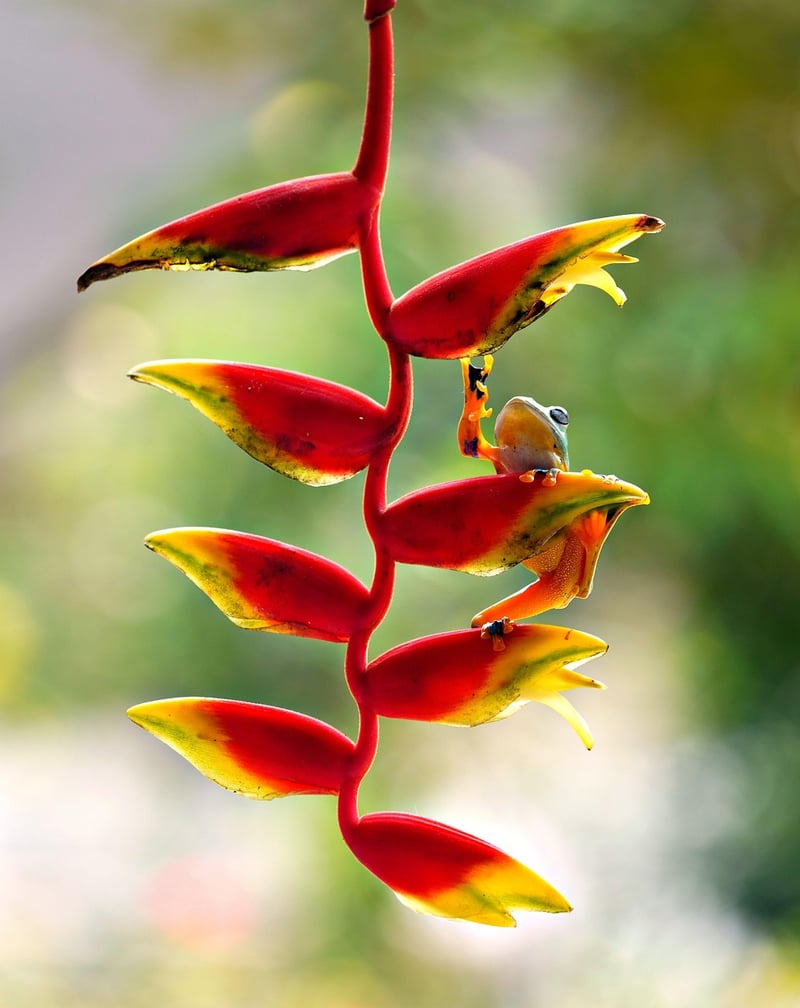 Hanging Plant Holders